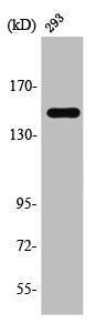 Western Blot analysis of 293 cells using TAB182 Polyclonal Antibody