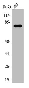 Western Blot analysis of HuvEc cells using TACC3 Polyclonal Antibody