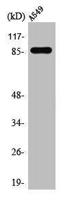 Western Blot analysis of A549 cells using TAF II p100 Polyclonal Antibody