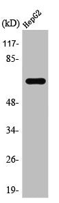 Western Blot analysis of HepG2 cells using TAF II p68 Polyclonal Antibody
