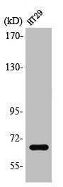 Western Blot analysis of COS7 cells using TAF5L Polyclonal Antibody