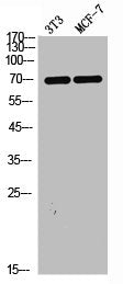 Western Blot analysis of NIH-3T3 MCF7 cells using Tak1 Polyclonal Antibody