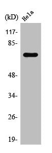 Western Blot analysis of HepG2 cells using TAP Polyclonal Antibody