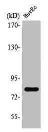Western Blot analysis of HuvEc cells using Tau Polyclonal Antibody
