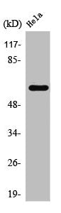 Western Blot analysis of HeLa cells using TBC1D3A/B/C Polyclonal Antibody