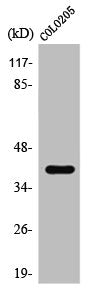 Western Blot analysis of COLO205 cells using TBX1 Polyclonal Antibody