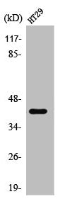 Western Blot analysis of HT29 cells using TBX10 Polyclonal Antibody