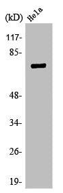 Western Blot analysis of HeLa cells using TBX2 Polyclonal Antibody