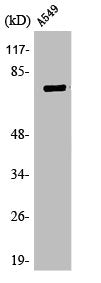 Western Blot analysis of A549 cells using TBX2/3 Polyclonal Antibody