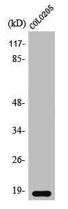 Western Blot analysis of COLO205 cells using TCEAL1 Polyclonal Antibody