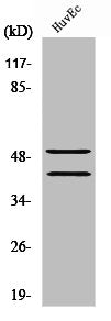 Western Blot analysis of Jurkat cells using TCF-1 Polyclonal Antibody