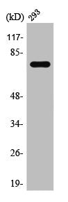 Western Blot analysis of 293 cells using TCF-3 Polyclonal Antibody