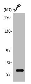 Western Blot analysis of HuvEc cells using TCF-4/12 Polyclonal Antibody