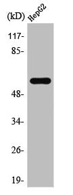 Western Blot analysis of HepG2 cells using TCP-1 ζ Polyclonal Antibody