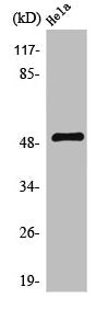 Western Blot analysis of HeLa cells using TDE2L Polyclonal Antibody