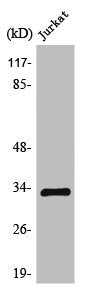 Western Blot analysis of mouse brain cells using TEF Polyclonal Antibody