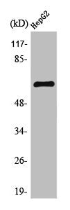 Western Blot analysis of HeLa cells using TESK2 Polyclonal Antibody
