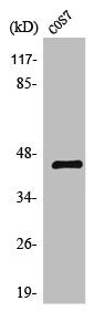 Western Blot analysis of COS7 cells using TF Polyclonal Antibody