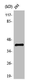 Western Blot analysis of 293 cells using TFIID Polyclonal Antibody