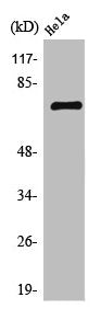 Western Blot analysis of Jurkat cells using TFIIIB90-1 Polyclonal Antibody