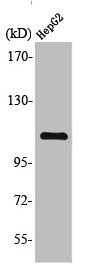 Western Blot analysis of HuvEc cells using TFIIIC110 Polyclonal Antibody