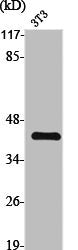 Western Blot analysis of NIH-3T3 cells using TG1019 Polyclonal Antibody