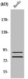 Western Blot analysis of HuvEc cells using TGase2 Polyclonal Antibody