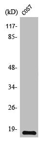 Western Blot analysis of COS7 cells using TGFα Polyclonal Antibody