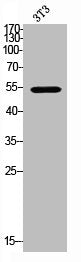 Western Blot analysis of NIH-3T3 cells using TGFβ RII Polyclonal Antibody