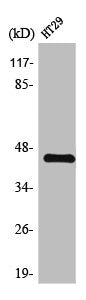 Western Blot analysis of HT29 cells using TGFβ1 Polyclonal Antibody