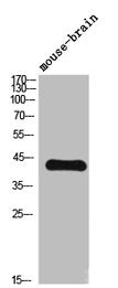 Western Blot analysis of mouse-brain cells using TGFβ2 Polyclonal Antibody