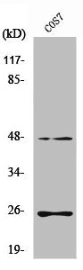 Western Blot analysis of COS7 cells using TGFβ3 Polyclonal Antibody