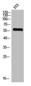 Western Blot analysis of 3T3 cells using TH Polyclonal Antibody