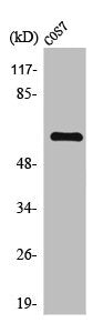 Western Blot analysis of COS7 cells using THAP4 Polyclonal Antibody