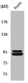 Western Blot analysis of HepG2 cells using THC2 Polyclonal Antibody
