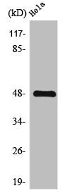 Western Blot analysis of HeLa cells using Thrombin R Polyclonal Antibody