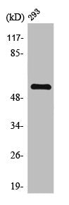 Western Blot analysis of HuvEc cells using TIEG2 Polyclonal Antibody