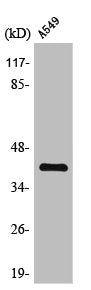 Western Blot analysis of A549 cells using TIS11D Polyclonal Antibody