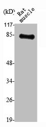 Western Blot analysis of RAT-MUSCLE cells using TLE4 Polyclonal Antibody