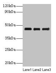 Western blot All lanes: SERPINB14 antibody at 2µg/ml Lane 1: Ovalbumin at 1: 4000 Lane 2: Ovalbumin at 1: 8000 Lane 3: Ovalbumin at 1: 16000 Secondary Goat polyclonal to rabbit IgG at 1/10000 dilution Predicted band size: 46 kDa Observed band size...