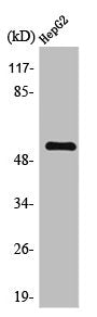 Western Blot analysis of HepG2 cells using TMEM145 Polyclonal Antibody