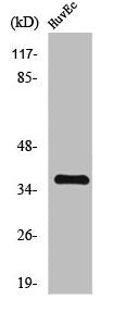 Western Blot analysis of HuvEc cells using TNF-IP 1 Polyclonal Antibody