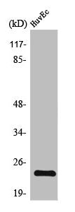 Western Blot analysis of HuvEc cells using TNF-IP 8 Polyclonal Antibody