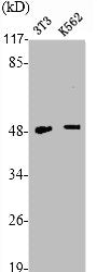 Western Blot analysis of NIH-3T3 K562 cells using TNF-R2 Polyclonal Antibody