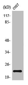 Western Blot analysis of COS7 cells using TNF-β Polyclonal Antibody
