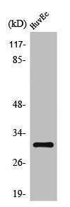 Western Blot analysis of 293 cells using Tollip Polyclonal Antibody