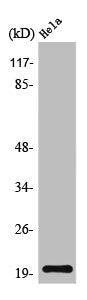 Western Blot analysis of Hela cells using Tom20 Polyclonal Antibody