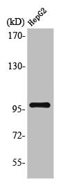 Western Blot analysis of HuvEc cells using Topo IIIβ-1 Polyclonal Antibody