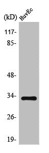 Western Blot analysis of HuvEc cells using Tra-2α Polyclonal Antibody