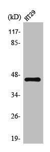 Western Blot analysis of HT29 cells using TRAAK Polyclonal Antibody